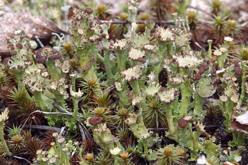 Cladonia gracilis (L.) Willd.