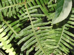Pseudogagrella splendens