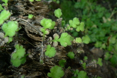 Leptinella squalida