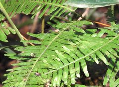 Pseudogagrella splendens
