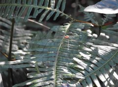Pseudogagrella splendens