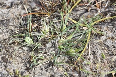 Agrostis muscosa