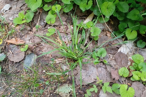 Image of Carex ormostachya by (c) Quinten Wiegersma, some rights reserved (CC BY)