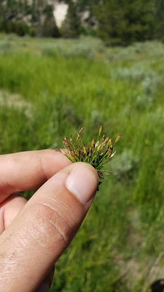 Dwarf Rushes Herman's dwarf rush from Truckee, CA 96161, USA on June 24, 2023 at 10: ...