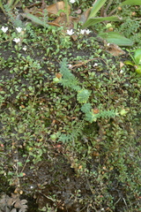 Linum monogynum monogynum