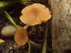 Naucoria escharioides