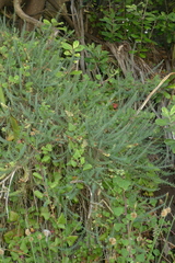 Linum monogynum monogynum