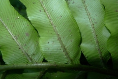 Blechnum triangularifolium