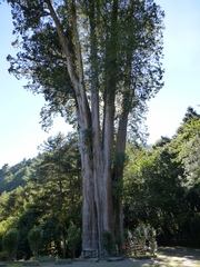 Chamaecyparis formosensis