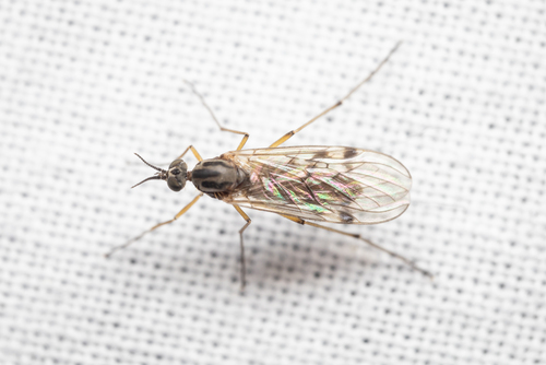 Sylvicola punctatus, photo 5 of 10