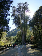 Chamaecyparis formosensis