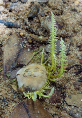 Penicilliopsis clavariiformis