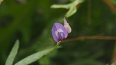 Astragalus nuttallianus imperfectus