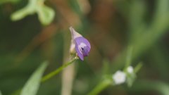 Astragalus nuttallianus imperfectus