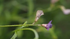 Astragalus nuttallianus imperfectus