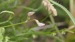 Astragalus nuttallianus imperfectus