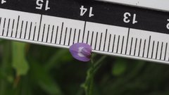 Astragalus nuttallianus imperfectus
