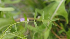 Astragalus nuttallianus imperfectus