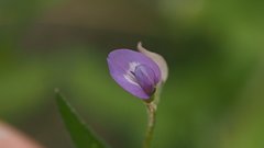 Astragalus nuttallianus imperfectus