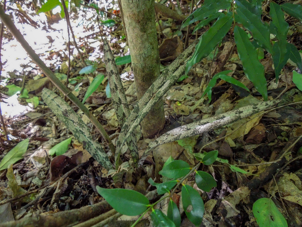 Eulophia spathulifera