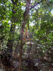 Trichonephila inaurata