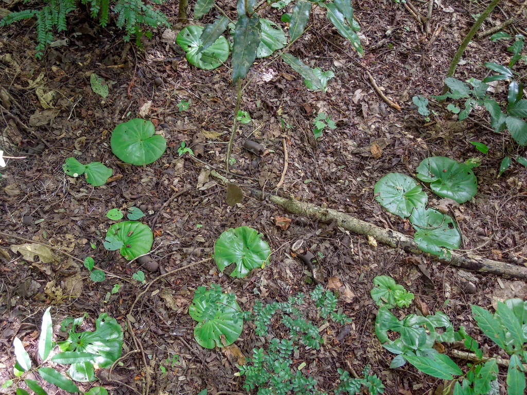 Nervilia leguminosarum