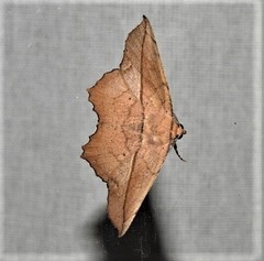 Polyacme dissimilis