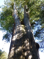 Chamaecyparis formosensis