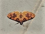 Conogethes haemactalis