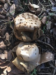 Myriostoma