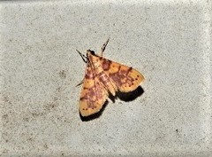 Conogethes haemactalis