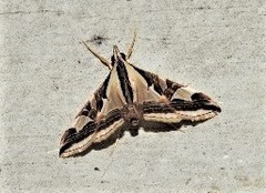 Agrioglypta excelsalis