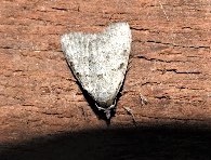 Nola argentea