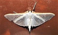 Palpita margaritacea