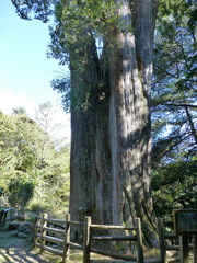 Chamaecyparis formosensis