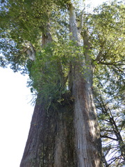 Chamaecyparis formosensis