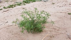 Cryptantha maritima maritima