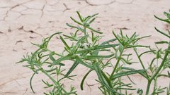Cryptantha maritima maritima