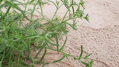 Cryptantha maritima maritima