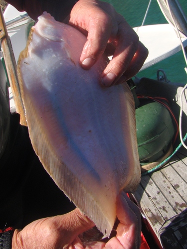 Pelotretis flavilatus