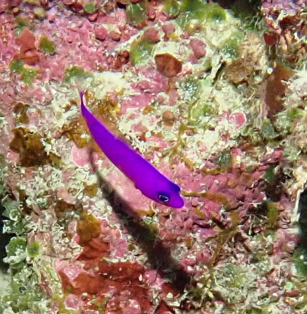 Magenta dottyback
