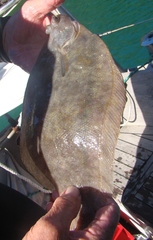 Pelotretis flavilatus