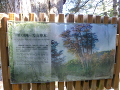 Chamaecyparis formosensis