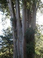 Chamaecyparis formosensis