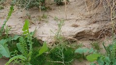 Streptanthus longirostris