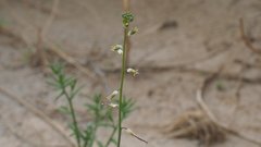 Streptanthus longirostris