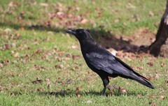 Corvus brachyrhynchos