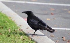 Corvus brachyrhynchos