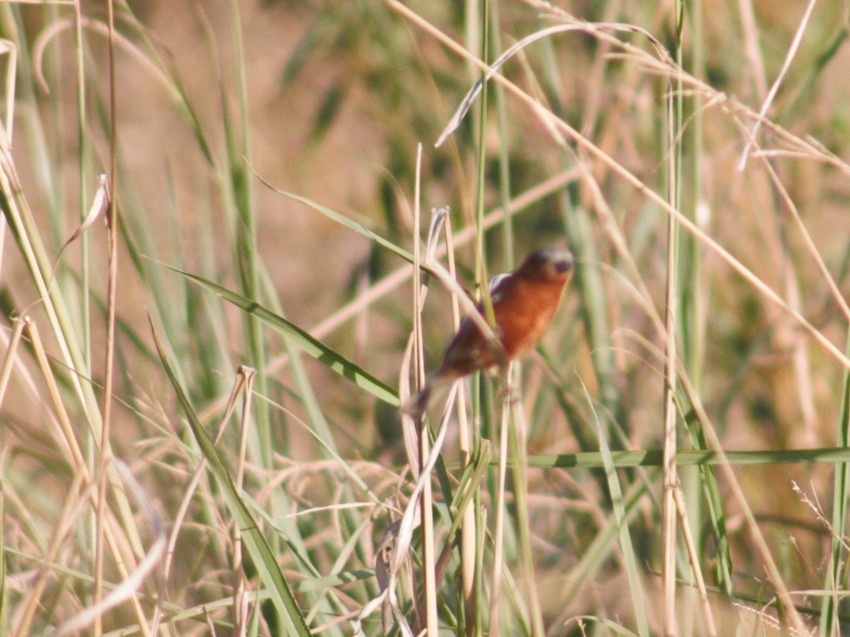 Chestnut Seedeater