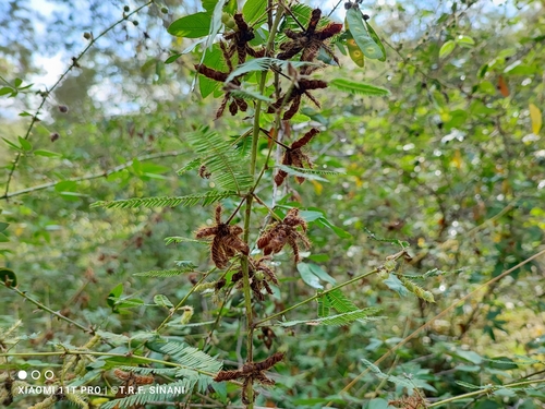 Mimosa polycarpa (Mimosa polycarpa)